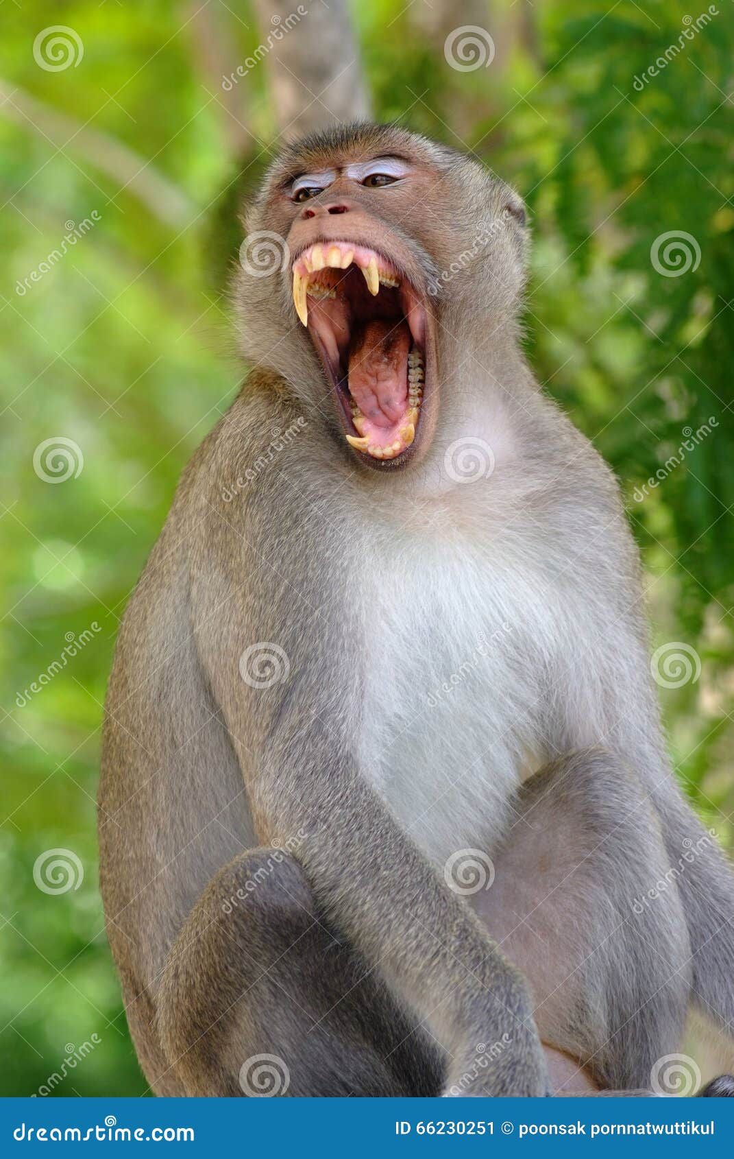 monkey-open-mouth-jungle-66230251.jpg