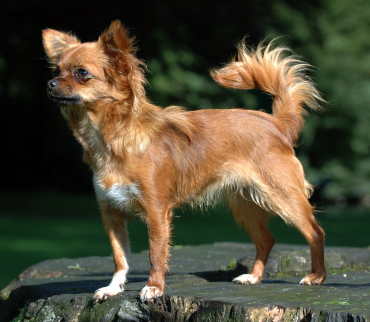Chihuahua1_bvdb.jpg