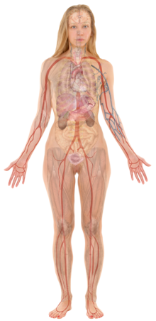 220px-Female_with_organs.png