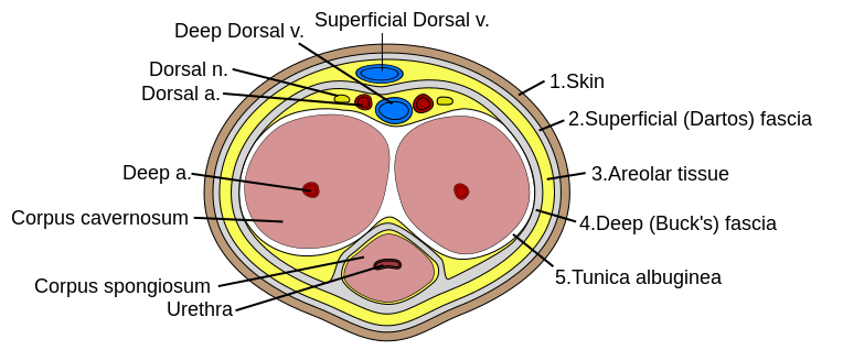 764px-Penis_cross_section.svg.png