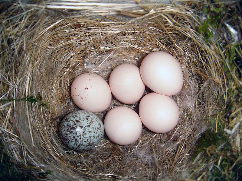 800px-Eastern_Phoebe-nest-Brown-headed-Cowbird-egg.jpg