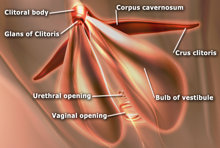 EdSim_Clitoris_anatomy.jpg