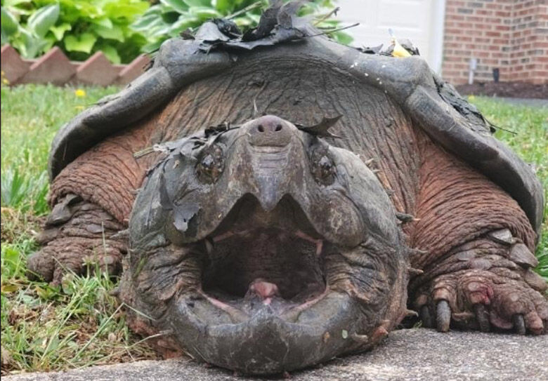 turtle_gator.jpg