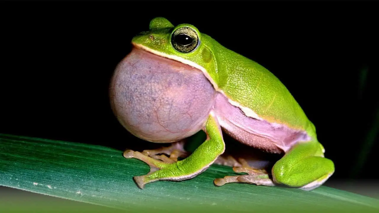 Why do frogs croak? (And how do frogs croak?) - Amphibian Life