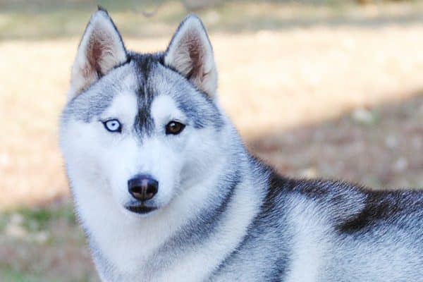 Dogs With Blue Eyes: Meet These 6 Dog Breeds