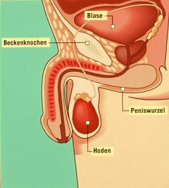 www.german-center-urology.com