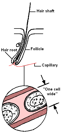 Hair follicle and single blood capillary