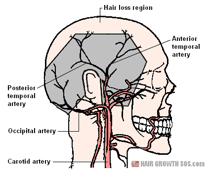 scalp-arterial-network.png