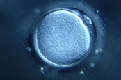 uscfertility.org