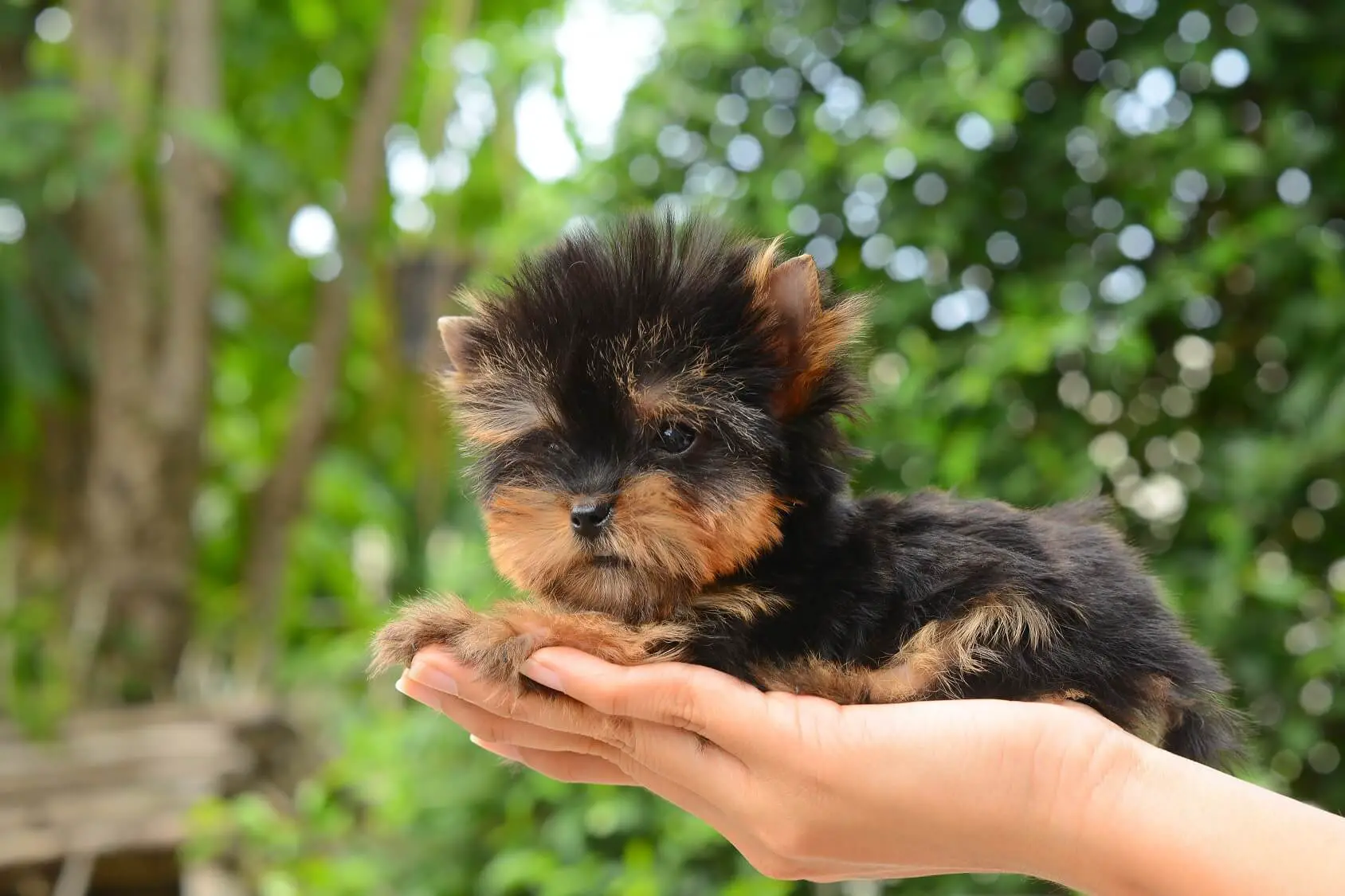 The-Complete-Teacup-Yorkie-Care-Guide-Price-Lifespan-and-More...-Cover.jpg