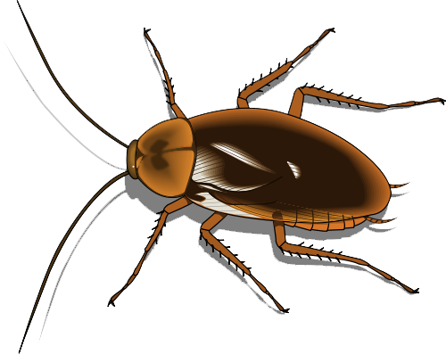 Cockroach-PNG-Image.png