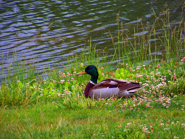 duck-beside-pond.jpg