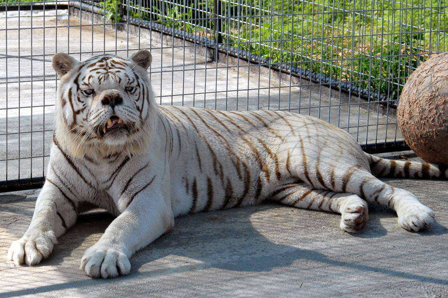 kenny-the-white-tiger1.jpg