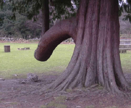tree-penis-limb-dong-Dirty-Mind.jpg