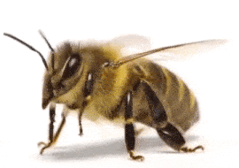 Honey-Worker-Bee.gif